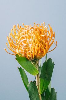 線香花火みたい✨