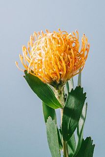 サイズには個体差がございます。