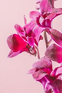 茎下部分の開花している花は傷がある場合がございます。