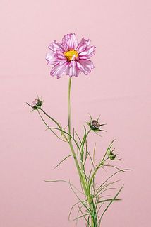 フリフリで可愛い🩰