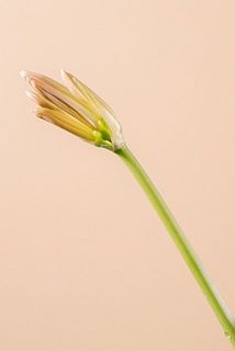 蕾の状態でお届けします。