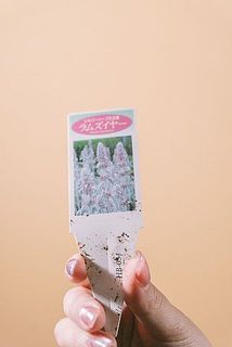 美しいシルバーの花が咲きます✨