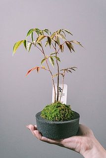 お届け例