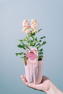 咲き方やサイズには個体差がございます。