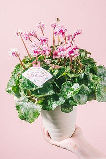 花つきやボリュームには個体差がございます。