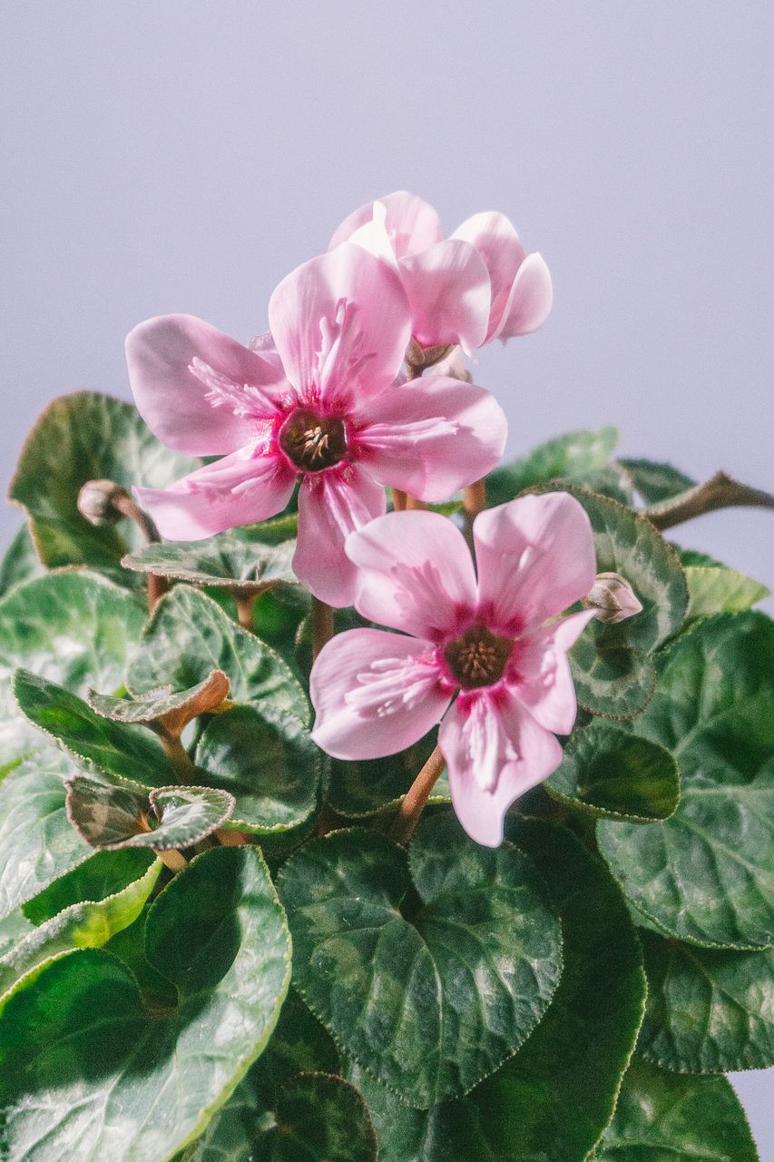 ミニシクラメン「イリュージアピンクラテ」と「アブソリュドゥモレル」