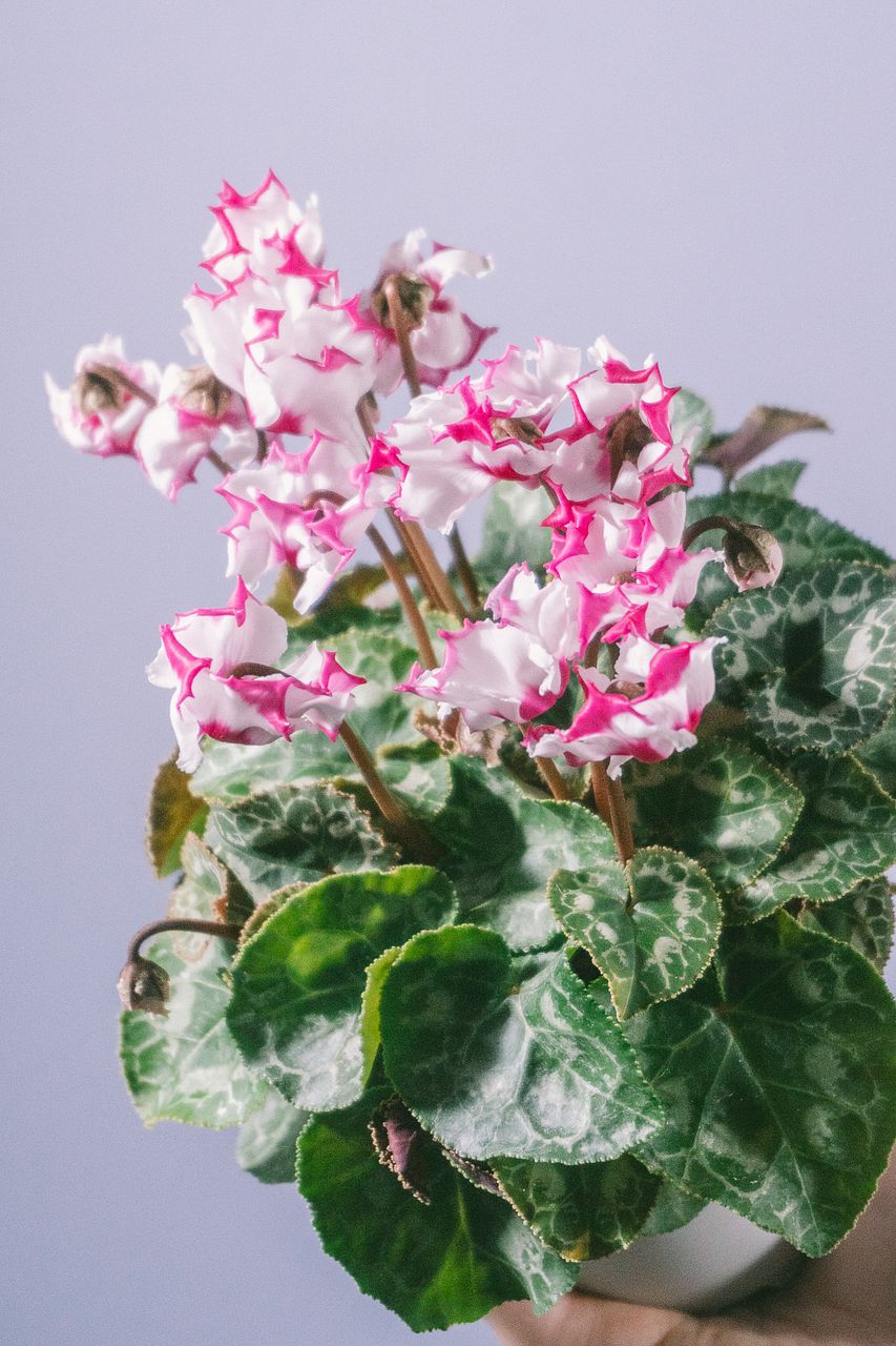 ミニシクラメン「イリュージアピンクラテ」と「アブソリュドゥモレル」