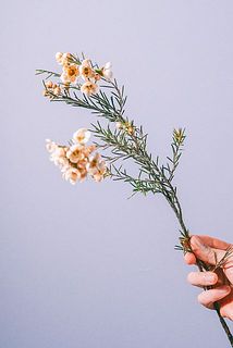 1本のボリュームには個体差がございます。