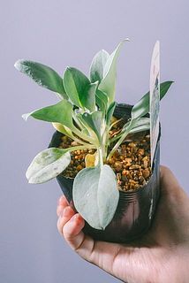 ボリュームには個体差がございます。