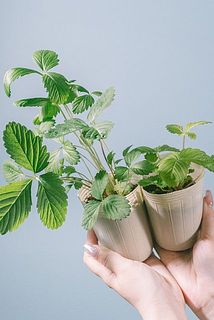 ボリュームには個体差がございます。