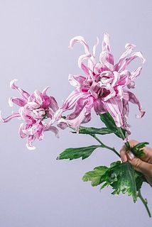 大きさに個体差がございます。
