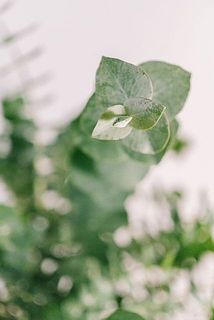 新芽が可愛い🌱