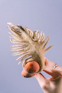 表面がフサフサとして羽のよう🪶