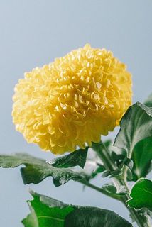 入荷時より花びらが折れていることがございます。ご了承ください。
