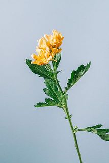 花付きや大きさには個体差がございます。