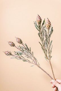 実付きには個体差がございます。ご了承ください。