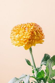 入荷時点で花びらに傷やシミが見られる場合があります。個体の魅力のひとつとしてご了承ください。
