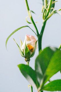 特性として一番外側の花びらは傷がある場合がございます。