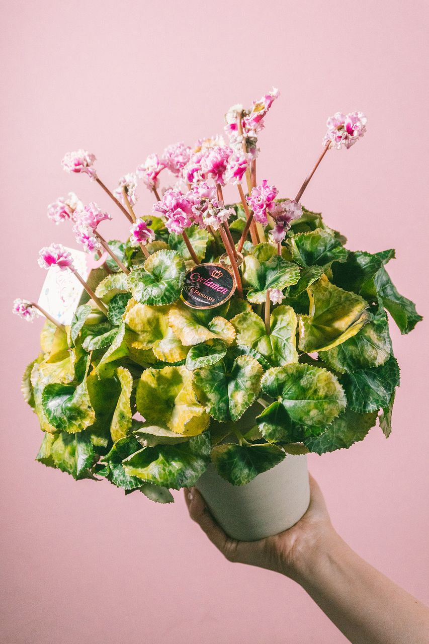 レスキュー】高級シクラメン「フェアリーラブ」