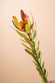 リューカデンドロン