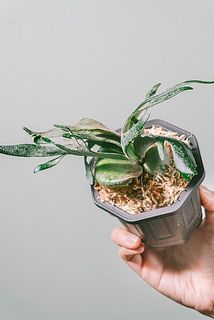 形や大きさ、葉の枚数には個体差がございます。