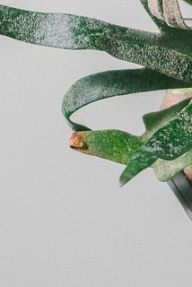 一部葉が茶色になっている部分がございます。ご了承ください。