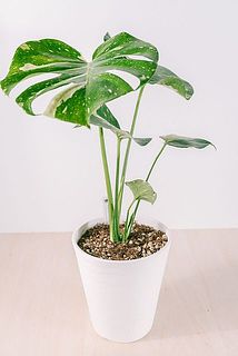 枝ぶりには個体差がございます。