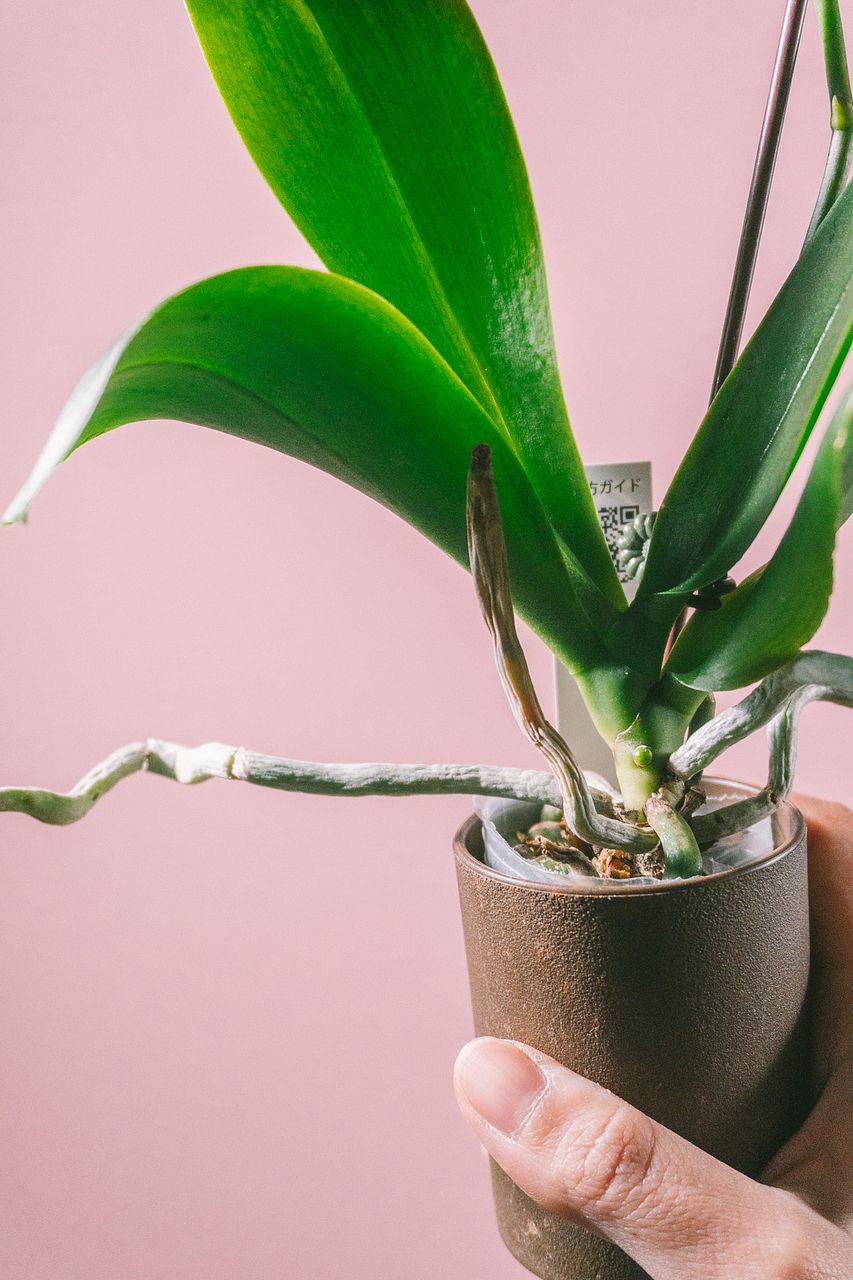 flowermemoryページ 1ヶ月水やり不要！おまかせミディファレノ（1鉢）