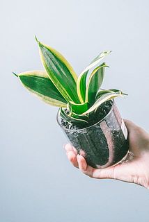 生え方には個体差がございます。