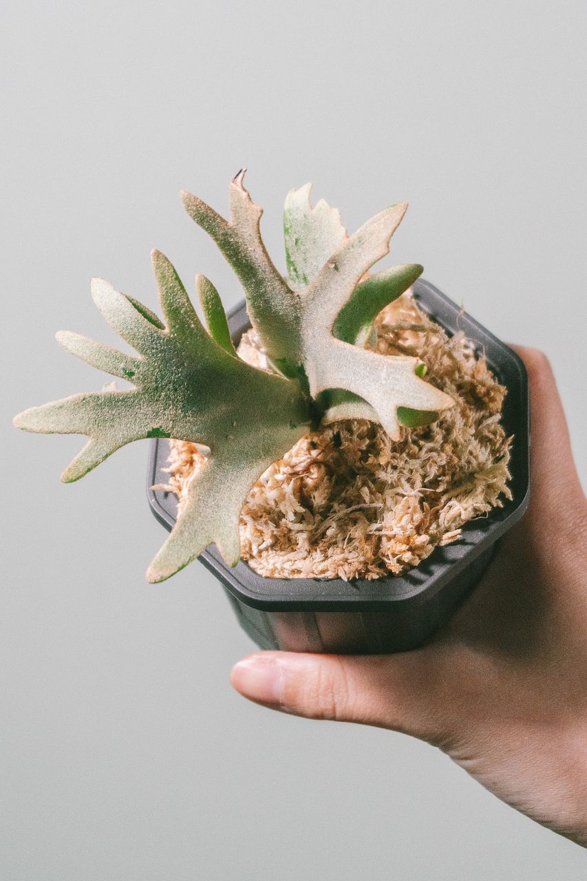 『今が最安値』ビカクシダ JENNY × OMG（親株） 今が最安値』ビカクシダ JENNY × OMG（親株） 今が最安値』ビカクシダ