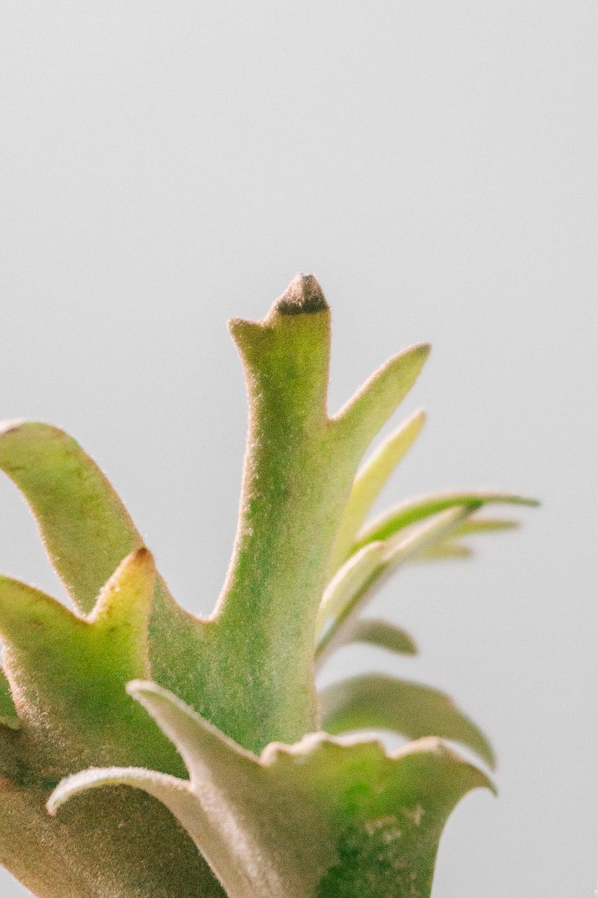 s*a様 ビカクシダ JEENY 楽天市場】(現品) ビカクシダ ウィリンキー 'ジェニー' (TC) (No.41091