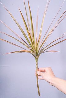 形、枝ぶりには個体差があります。