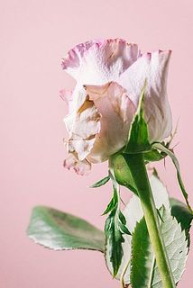 一部、花びらに傷がある場合がございます。気になる場合は優しく取り除いてください。