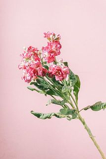 形、花付きには個体差があります。