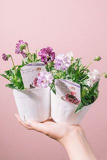 お花の色合いはおまかせになります。