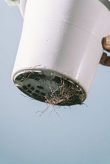 鉢底から根が出ている場合がございます。