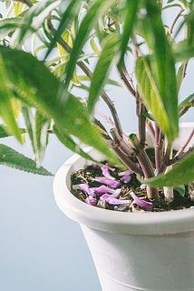 配送中の揺れで花が落ちる場合がございます。