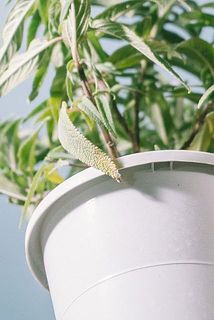 一部、葉が茶色く変色している場合がございます。