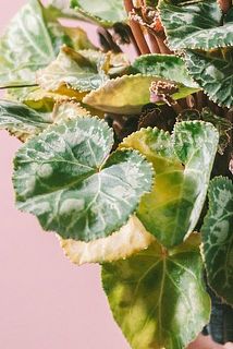 葉が一部黄色に変色している場合がございます。変色している葉は茎を根本から引っ張って取り除いてください。