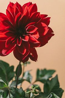 花びらに虫食いによる穴がある場合がございます。