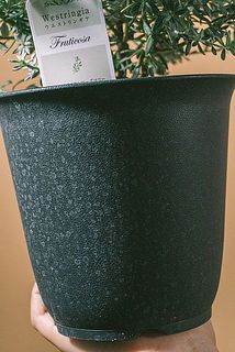鉢は汚れている場合がございます。気になる方は優しく拭き取ってください。