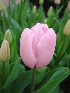 開花イメージ（色には個体差があります）