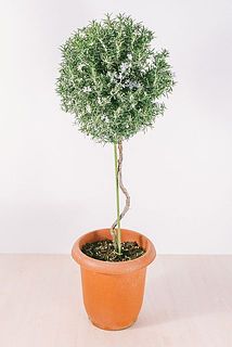 形には個体差がございます。