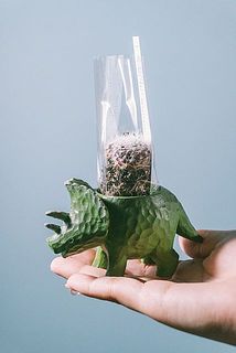 どんなサボテンがくるかお楽しみに😍
