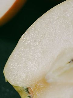 中から甘い果汁が溢れます。