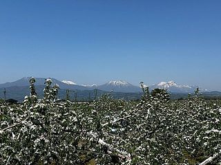 りんごの花が満開です🌸