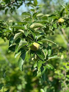 ちっちゃいりんごがなりました🍏