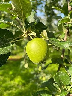 ここからすくすくと大きくなっていきます。