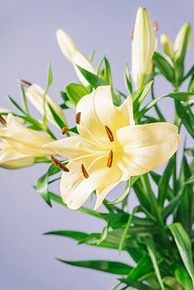 花粉は衣類や家具につくと取りづらいので早めに取るのをおすすめします。
