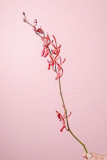 花付きには個体差がございます。